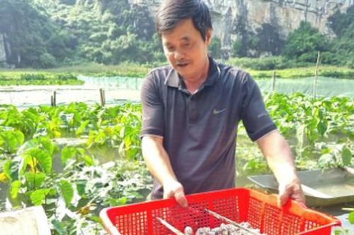 Nuôi con 'hiền như đất', ông nông dân thu lãi 350 triệu đồng/năm