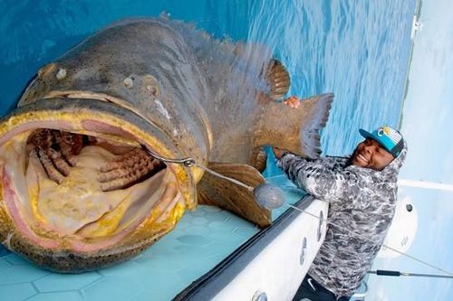 Người đàn ông câu được con cá mú khổng lồ nặng 180kg trên biển