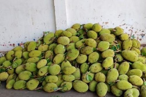 Thương lái 'lùng sục' mua mít non với giá cao để làm gì?