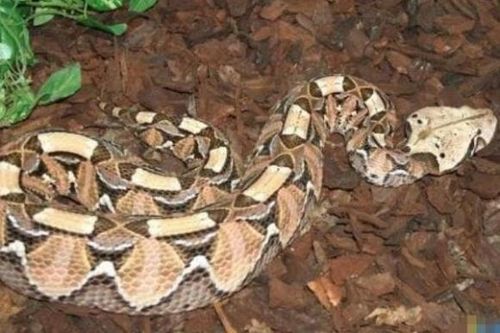 Rắn lục Gabon: loài rắn có răng nanh dài nhất thế giới