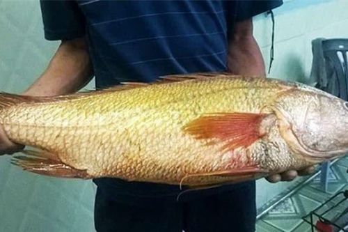 Loài cá được coi là 'báu vật', nằm trong top 5 loài cá đắt nhất thế giới, có con giá hơn 10 tỷ vẫn được đại gia săn đón