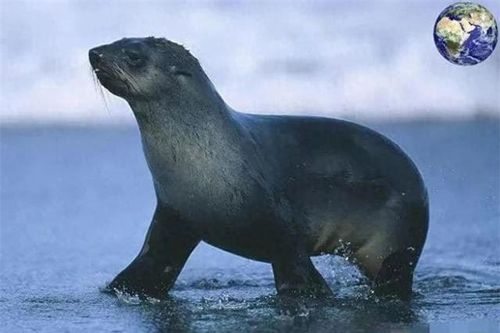 Loài có khả năng giao phối mạnh nhất thế giới, chúng 'giao phối' liên tục 70 ngày không nghỉ