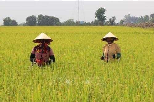Thành lập Hội đồng Lúa gạo quốc gia: Tạo môi trường pháp lý minh bạch