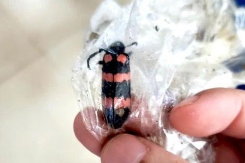 Ăn sâu ban miêu để tăng cường sinh lý, thanh niên tử vong do ngộ độc