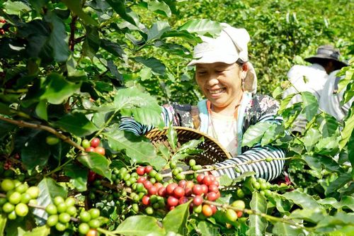 Gia tăng giá trị sản xuất nông nghiệp