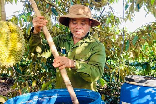 Nâng cao năng suất cây trồng nhờ đạm cá hữu cơ