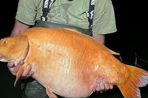 Cần thủ người Anh câu được cá vàng khổng lồ 20 năm tuổi