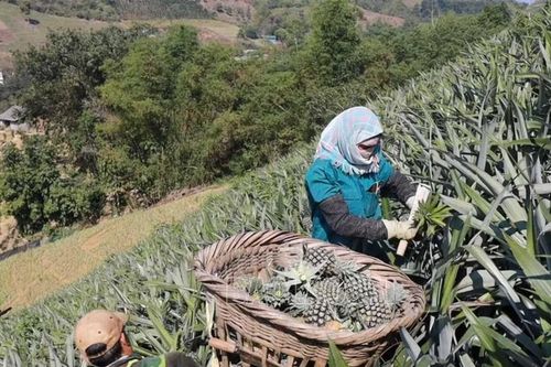 Hỗ trợ nông dân trồng và liên kết tiêu thụ 24 ha dứa rải vụ
