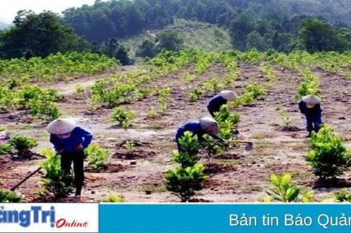 Thí điểm vùng nguyên liệu đạt chuẩn để thay đổi tư duy của người trồng rừng