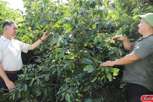 Chiềng Lương nỗ lực phát triển kinh tế