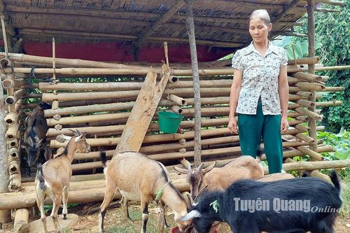 Chuyện nuôi dê ở Thượng Giáp
