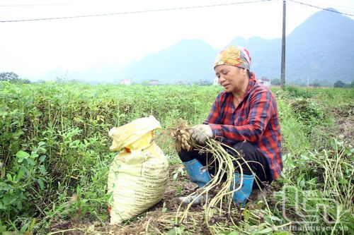 Chuyển đổi cây trồng trên đất lúa kém hiệu quả