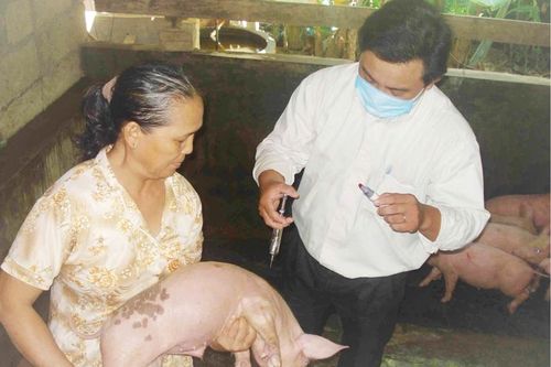 Chưa phát hiện tình trạng lợn bị nhiễm các loại bệnh trên địa bàn