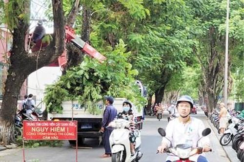 Cắt tỉa cây xanh trước mùa mưa bão