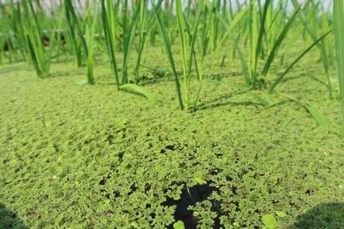 Một loại thực vật gắn với nhà nông, hấp thụ CO2 'khủng', giúp tăng tín chỉ carbon