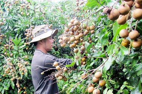 Nông dân Bình Phước và hành trình biến những 'cây giảm nghèo' thành 'cây làm giàu'