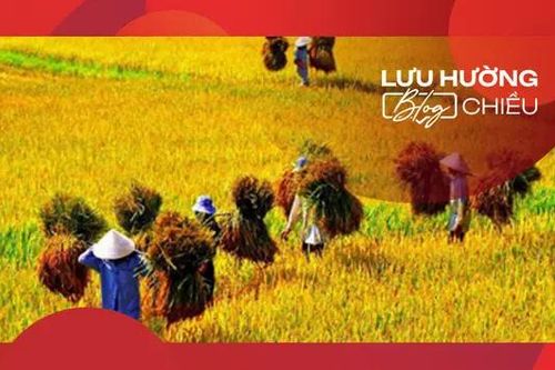 Cánh đồng sau mùa gặt