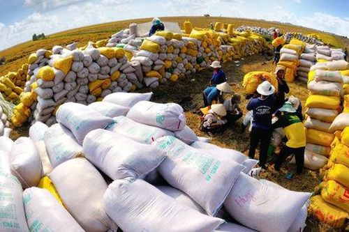 Đề xuất thành lập Hội đồng lúa gạo quốc gia