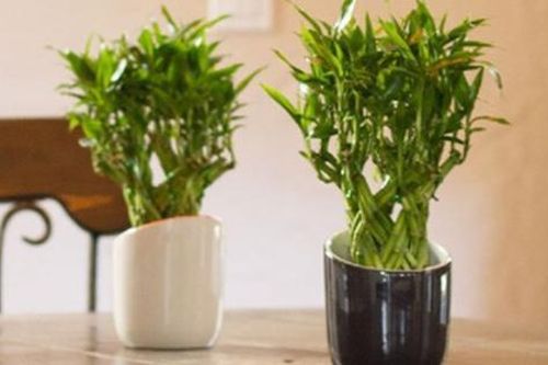 Cách bố trí cây xanh, đồ vật trong nhà để kích vượng vận đào hoa trong cả tình cảm và công việc khi cận kề lễ Thất Tịch