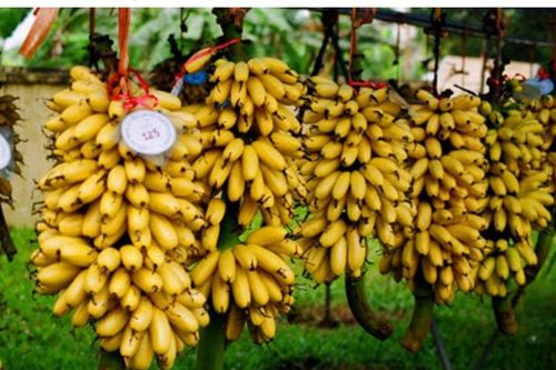Những sản phẩm tiêu biểu của Hà Nam trưng bày tại Hội thảo khoa học Quốc gia '55 năm CAND thực hiện Di chúc của Chủ tịch Hồ Chí Minh'