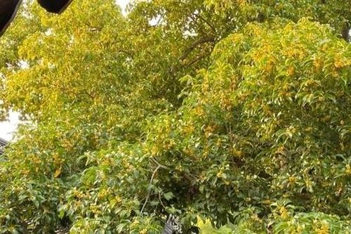 4 cây cảnh 'vận mệnh phú quý', hút vàng, chiêu bạc