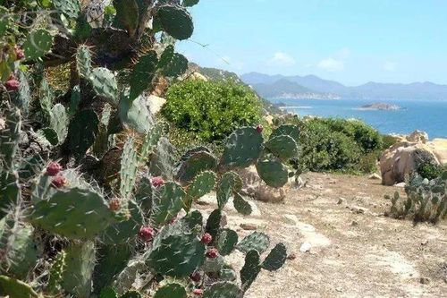 Cứu xương rồng Nopal ở Ninh Thuận