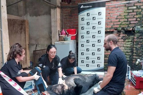 Giải cứu cá thể gấu ngựa bị nuôi nhốt 23 năm tại Vĩnh Phúc