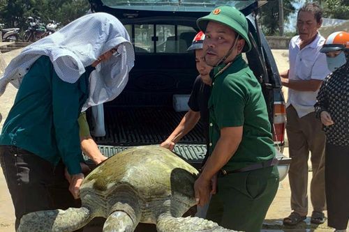 Thả cá thể rùa quý hiếm nặng gần 70kg về môi trường tự nhiên