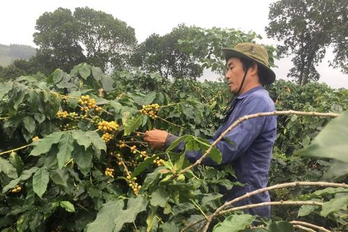 Phát triển sản phẩm OCOP ở Hướng Hóa