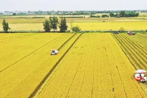 Được gì khi Việt Nam có 'nhạc trưởng' điều phối ngành lúa gạo?
