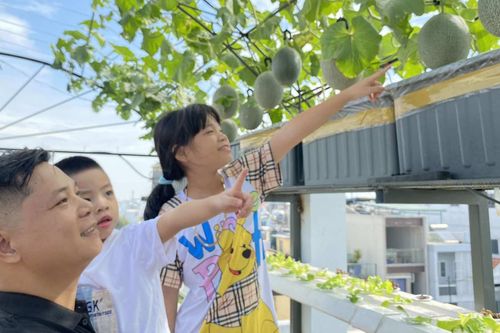 Ông bố TPHCM làm khu vườn 'không cần đất', cả nhà thoải mái hưởng trái ngọt
