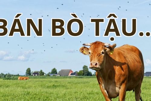 Từ nào còn thiếu trong câu 'Bán bò tậu...'?