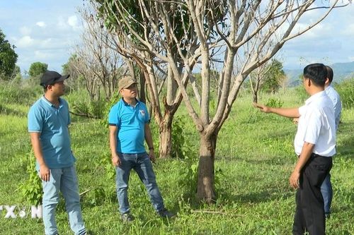 Kiến nghị thu hồi đất doanh nghiệp bỏ hoang giao cho dân thiếu đất sản xuất