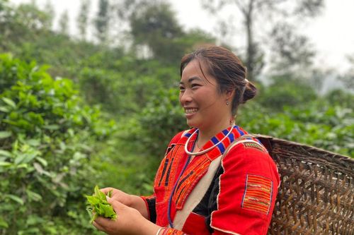 Cô gái Pà Thẻn khởi nghiệp với cây chè quê hương