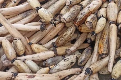 Làm trà từ loại củ lấy từ dưới bùn lên, anh nông dân bán nửa tấn mỗi năm