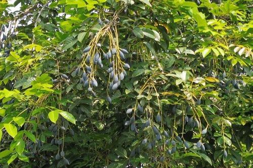 Loại quả trước rụng đầy rừng, dân nhặt về ăn chống đói, giờ đắt đỏ được ví như 'vàng đen'