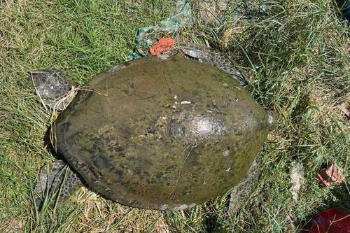 Đi bủa lưới, ngư dân bắt được 1 cá thể rùa nặng 70kg