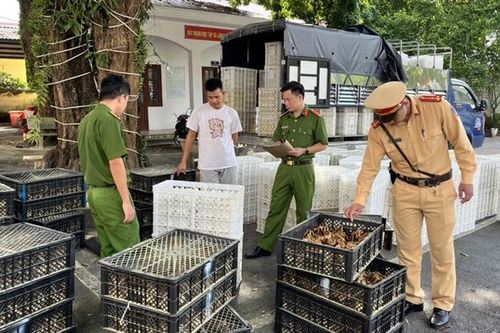 Quảng Ninh: Bắt giữ hơn 27.000 gà giống, trứng gà, vịt không rõ nguồn gốc