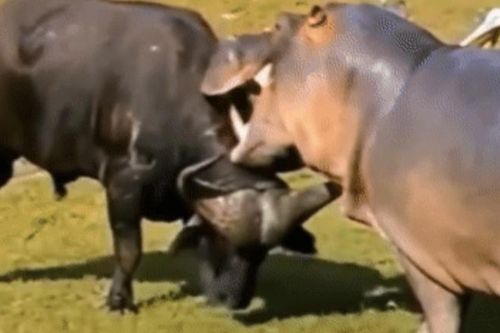 Clip: Cuộc truy đuổi kịch tính giữa hà mã và trâu rừng, nguyên nhân nào dẫn đến sự hung hãn này?