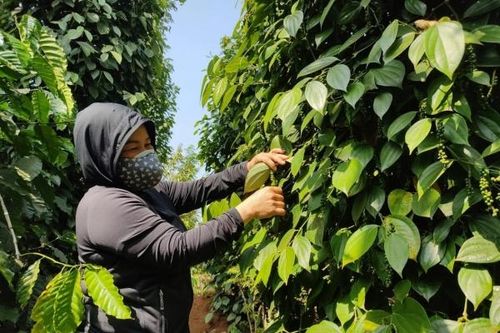 EU siết quy định an toàn thực phẩm với nông sản, giải pháp nào tránh 'ổ gà' trên 'cao tốc' EVFTA?