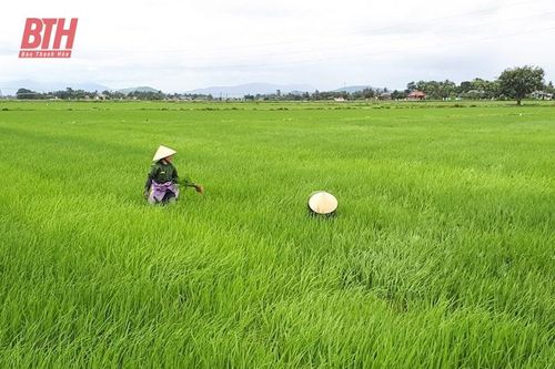 Quảng Xương xây dựng vùng sản xuất lúa tập trung, năng suất, chất lượng cao