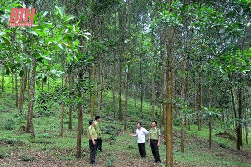 Trồng rừng phủ xanh đất trống gắn với phát triển kinh tế lâm nghiệp bền vững