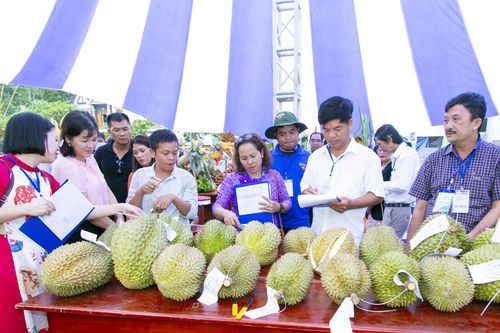 Nhiều loại trái cây ngon, siêu to tham gia hội thi trái cây huyện Khánh Sơn