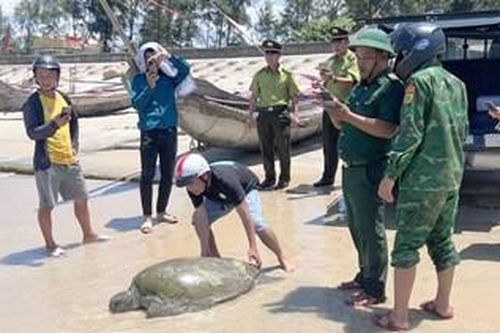 Thả cá thể vích biển 70kg về môi trường tự nhiên