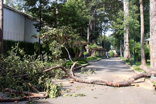 Thành phố Hồ Chí Minh: Kiểm tra toàn diện cây xanh sau sự cố tại Công viên Tao Đàn