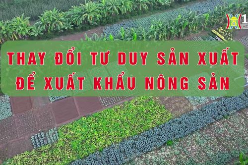 Đưa nông sản Việt Nam vào Pháp | Thủ đô và thế giới | 10/08/2024