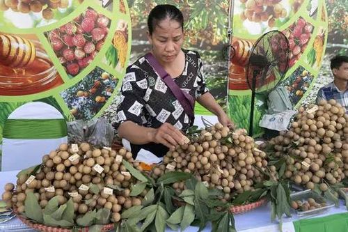 Khai mạc Tuần lễ tôn vinh nhãn lồng Hưng Yên năm 2024