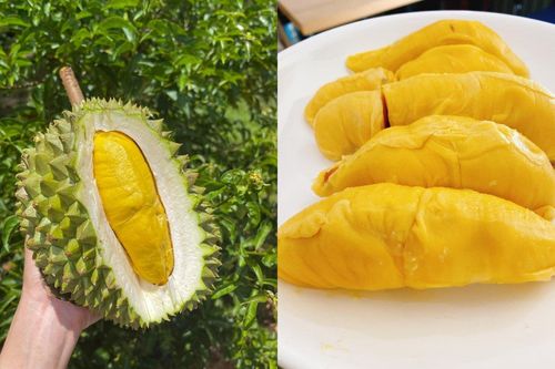 Sầu riêng Musang King - hàng hiếm giá trên trời bỗng rớt thảm
