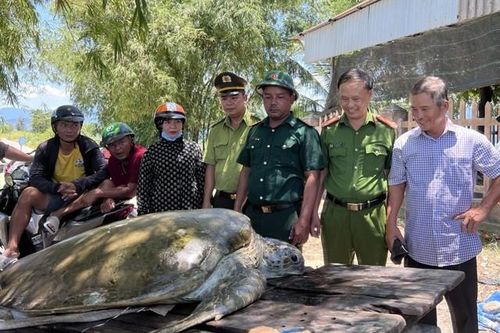 Cá thể vích quý hiếm nặng 70kg mắc lưới ngư dân