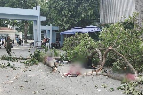 Ai chịu trách nhiệm bồi thường trong vụ nhánh cây rơi làm 2 người tử vong?